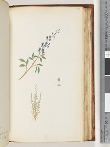 Page 163. Unidentified plant