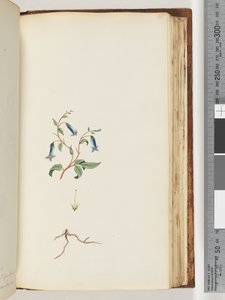 Unidentified plant