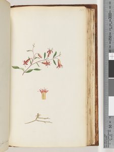 Page 166. Unidentified plant by Unknown artist
