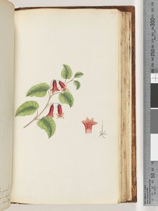 Page 169. Unnamed Flowering Plant