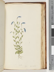 Page 173. Violet, Pigia, Decandolli