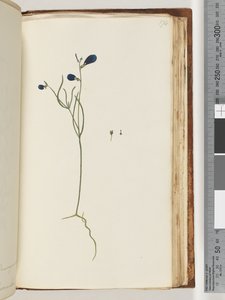 Page 174. Unidentified Plant by Unknown artist