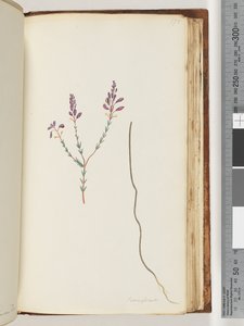 Page 175. Comaspernia