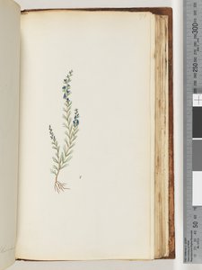 Page 176. Unidentified plant