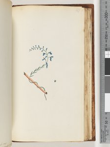 Page 177. Unidentified plant by Unknown artist