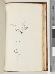 Page 178. Unidentified plant