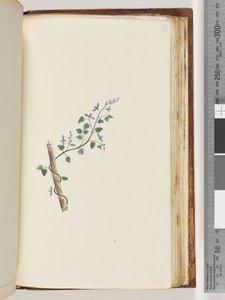 Page 179. Unidentified plant