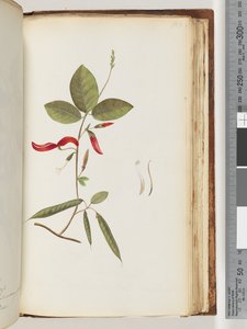 Page 183. Unidentified Plants by Unknown artist