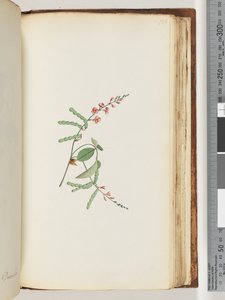 Page 186. Flowering plant, a Creeper