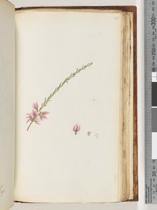 Page 188. Unidentified plant