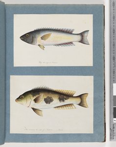 Page 18. Unidentified fish.19. Unidentified fish