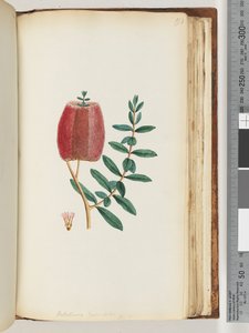 Page 193. Melaleuca hypecifolia / Red Honey Myrtle