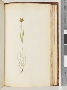 Page 194. Unidentified plant by Unknown artist