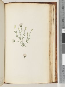 Page 196. Unidentified plant
