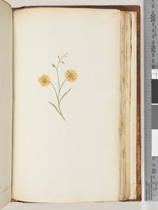 Unidentified Plant