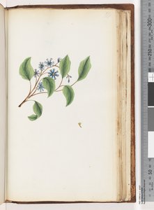 Unidentified Plant