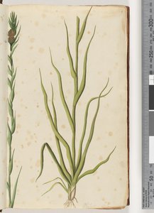Page 1. Philydrum Lanuginosum by Unknown artist