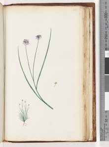 Page 201. Unidentified plant by Unknown artist