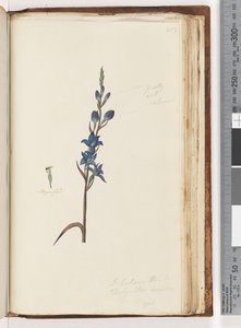I Believe This Is Thelymitra Ixioides (Spotted Sun Orchid) by Unknown