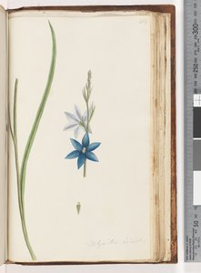 Page 204. Thelymitra ixiodes / Spotted Sun Orchid by Unknown artist