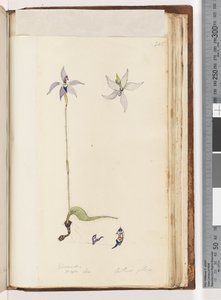Page 205. Glossodia. Major On. Arethusa pilosa / Wax Lip Orchid