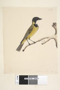 Golden Whistler