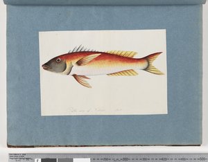Unidentified Fish
