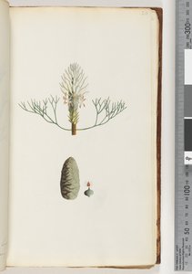 Page 20. Unnamed Plant by Unknown artist