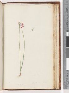 Page 210. Arethusa Certe?, Caladenia by Unknown artist
