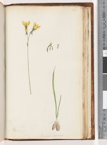 Page 211. Form of Diuris aurea / Golden Donkey Orchid by Unknown artist
