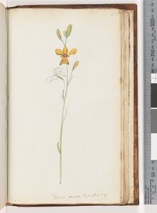 Page 213. Diuris Aurea, Exot. Bot. t. 9, Golden Donkey Orchid by Unknown artist