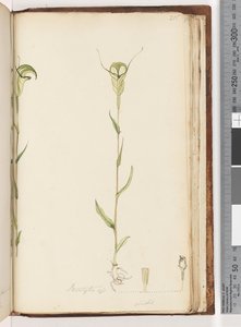 Page 215. Pterostylis op / viridis by Unknown artist
