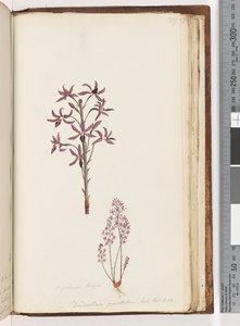 Page 217. Dipodium Brown / Dendrobium punctatum. Exot. Bot. t. 12. Hyacinth Orchid by Unknown artist