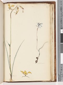 Page 219. Caladenia / Diuris two plants by Unknown artist