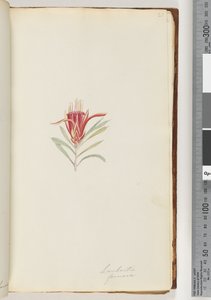 Page 21. Lambertia formosa / Mountain Devil