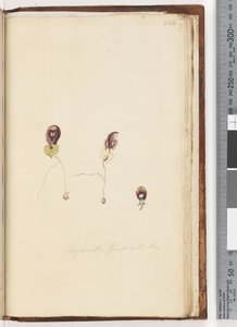 Page 226. Corysanthes fimbriata Fringed Helmet Orchid