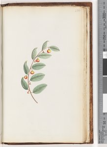 Page 232. Unidentified plant by Unknown artist