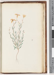 Unidentified Plant