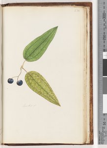 Page 234. Smilax sp Sweet Sarsaparilla by Unknown artist
