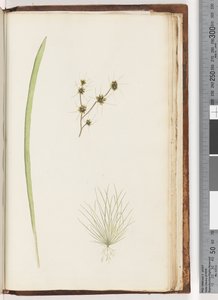 Page 234a. 1/4 Unidentified plant by Unknown artist