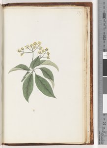 Page 237. Unidentified plant