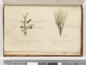 Page 238. Unidentified plant