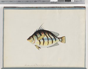Page 23. Unidentified fish by Unknown artist