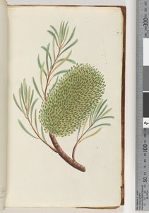 Page 23. Unnamed Flowering Plant by Unknown artist