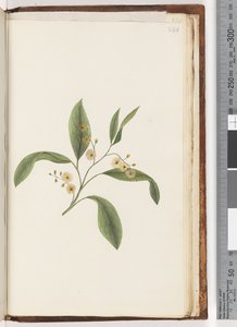 Page 240. Unidentified plant