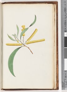 Mimosa by Unknown