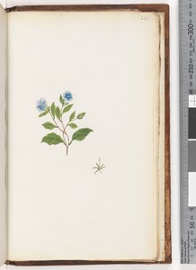 Unidentified Plant