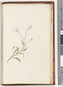 Page 247. Unidentified plant