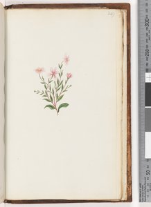 Page 249. Unidentified plant