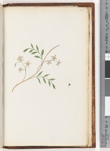 Page 251. Unidentified plant